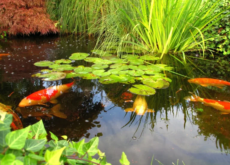 Best Accessories for Your Koi Pond