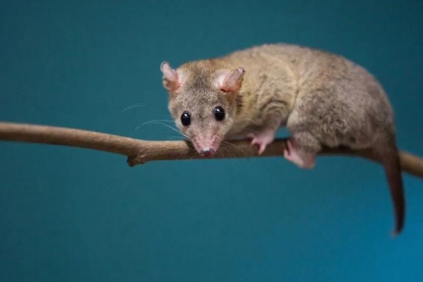 Feeding high-quality insectivore diet and live mealworms to a Brazilian short-tailed opossum.