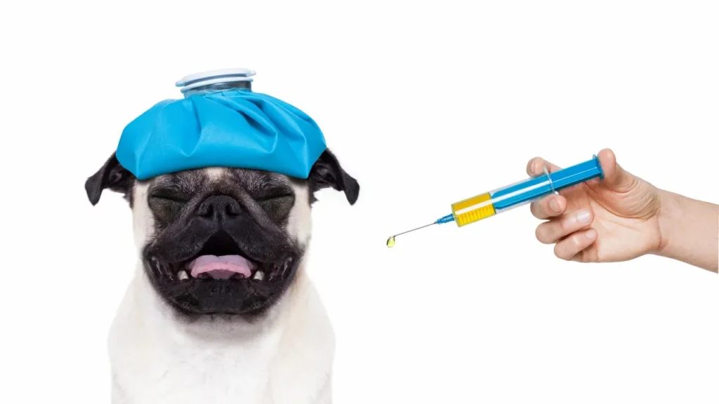 Caring for dogs with IMT by checking for red spots and bruising on skin.
