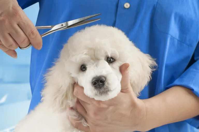 Different Grooming Products for Dogs: A Complete Guide