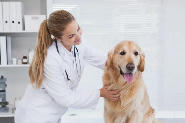 Common types of cancer in dogs and their early warning signs.