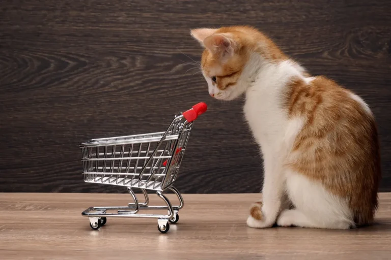 Different Types of Cat Toys