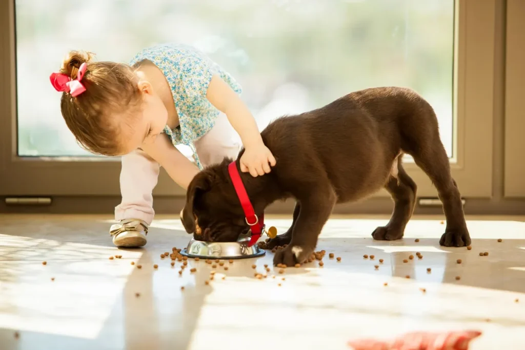 Elevated dog bowls for senior dogs