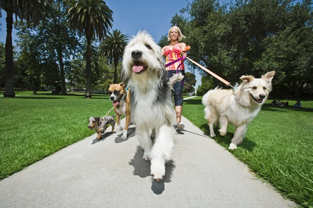 Different types of dog harnesses and leashes displayed for size comparison