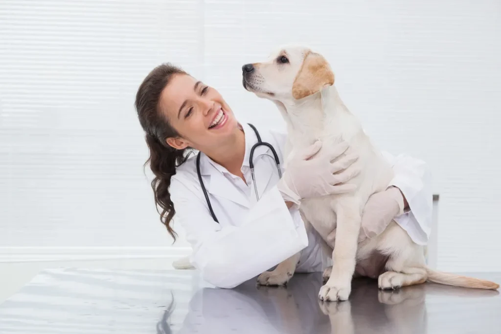 Applying topical flea and tick liquid between a dog's shoulder blades