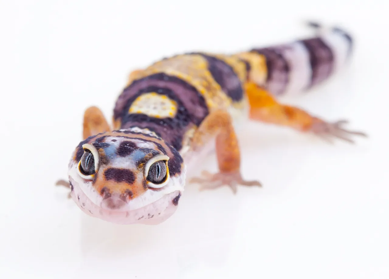 "Leopard gecko engaging in natural hunting behavior with hidden food rewards.