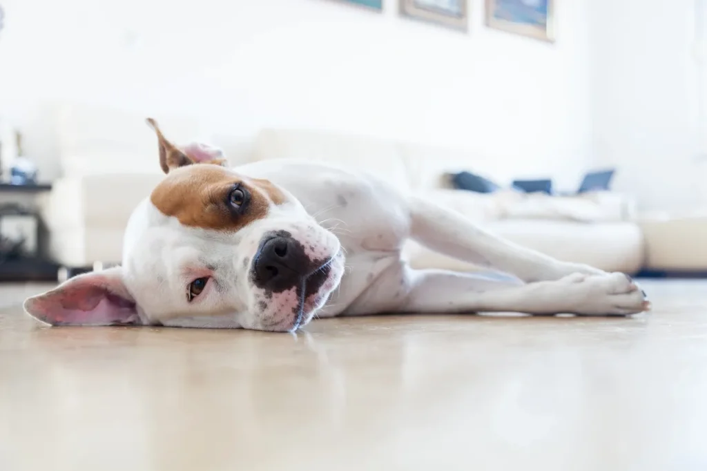 Dog osteosarcoma integrative care with Fenbendazole, mushrooms, and turmeric supplements.
