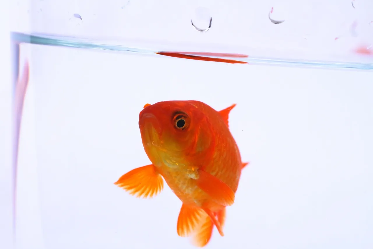 fish enrichment toys