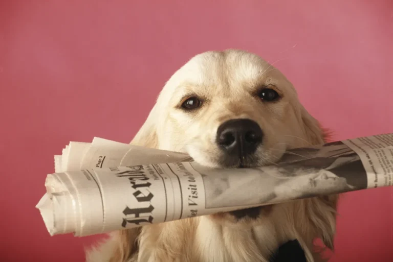 GPS Tracking Devices for Pets: How They Work & the Best Options