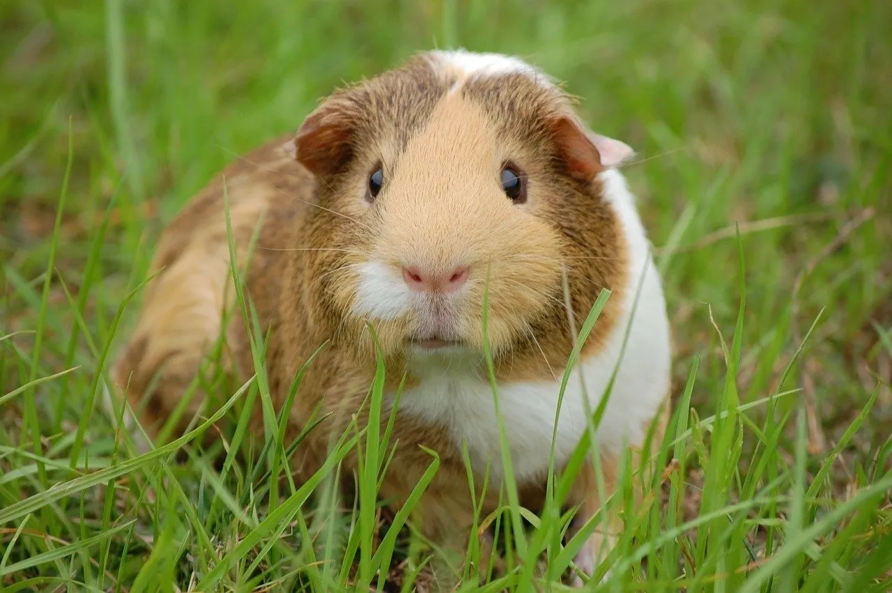Guinea pig daily care routine showing fresh hay and vegetables being served.