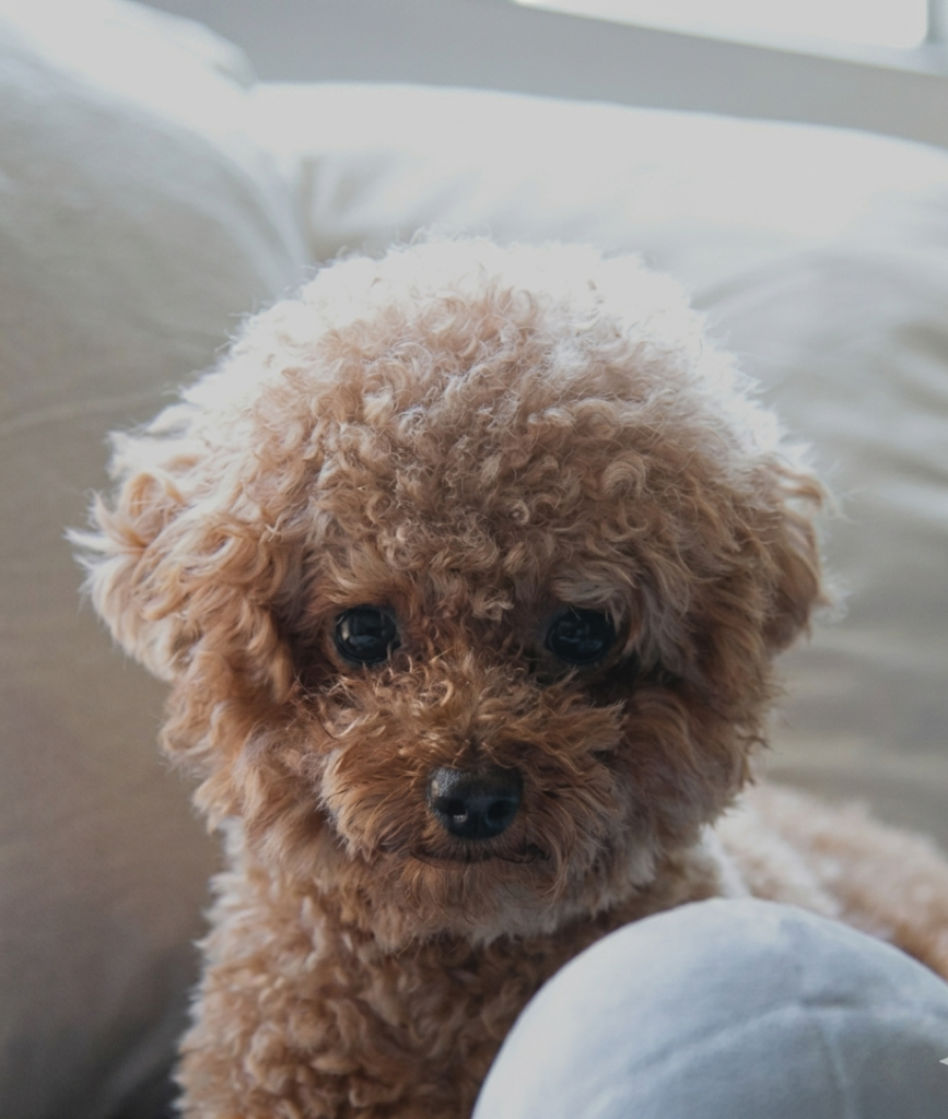 Alopecia in Dogs
