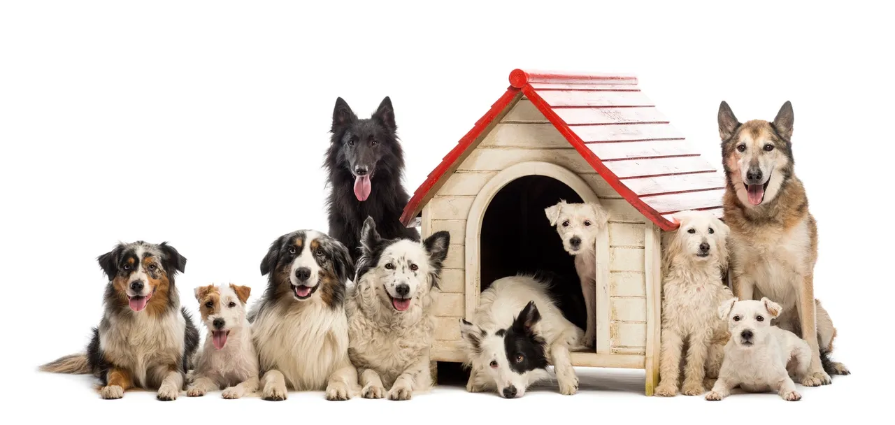 how-to-manage-10-dogs-at-home
