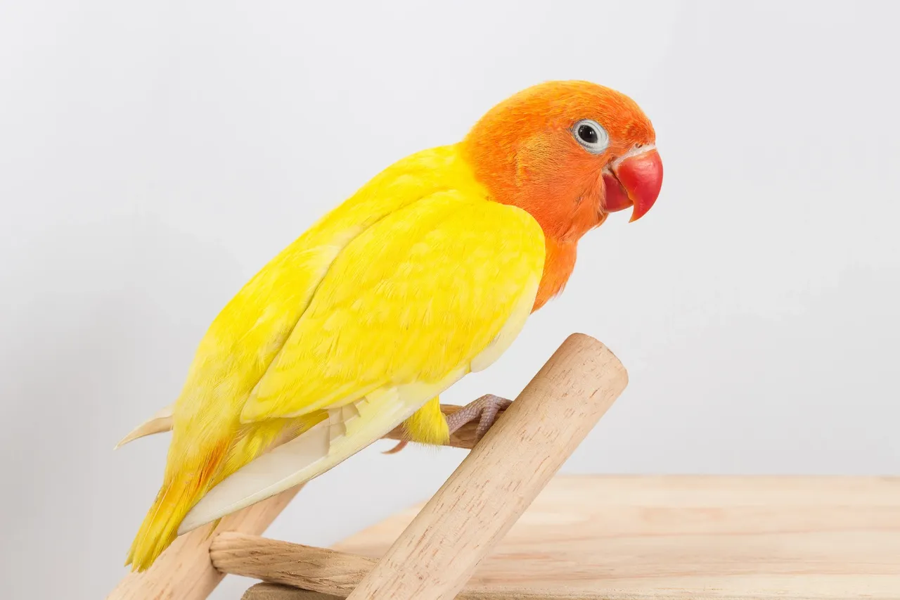 Complete new bird checklist supplies including a cage, perches, and toys for a parakeet