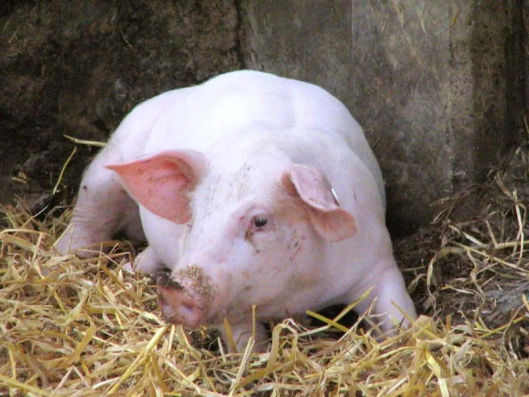Mini pig wearing a secure harness and leash for outdoor training sessions.