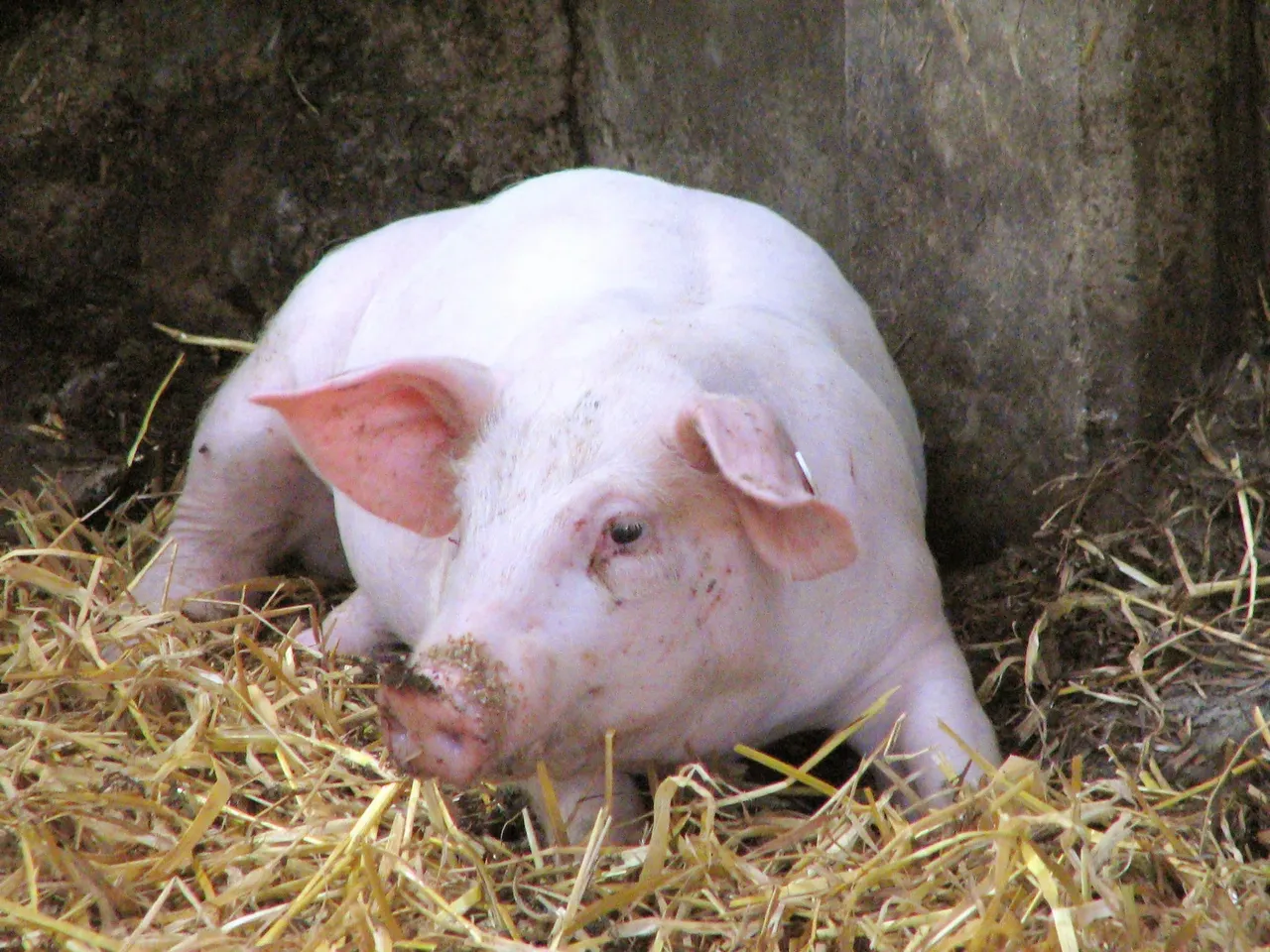 Mini pig wearing a secure harness and leash for outdoor training sessions.
