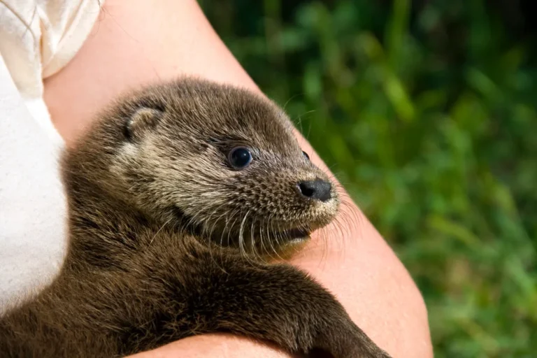 Owning Exotic Pets: The Fun, the Fascinating and the Facts
