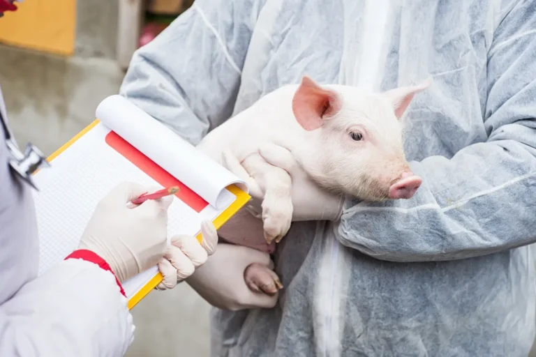 Potbelly Pig Daily Care Routine