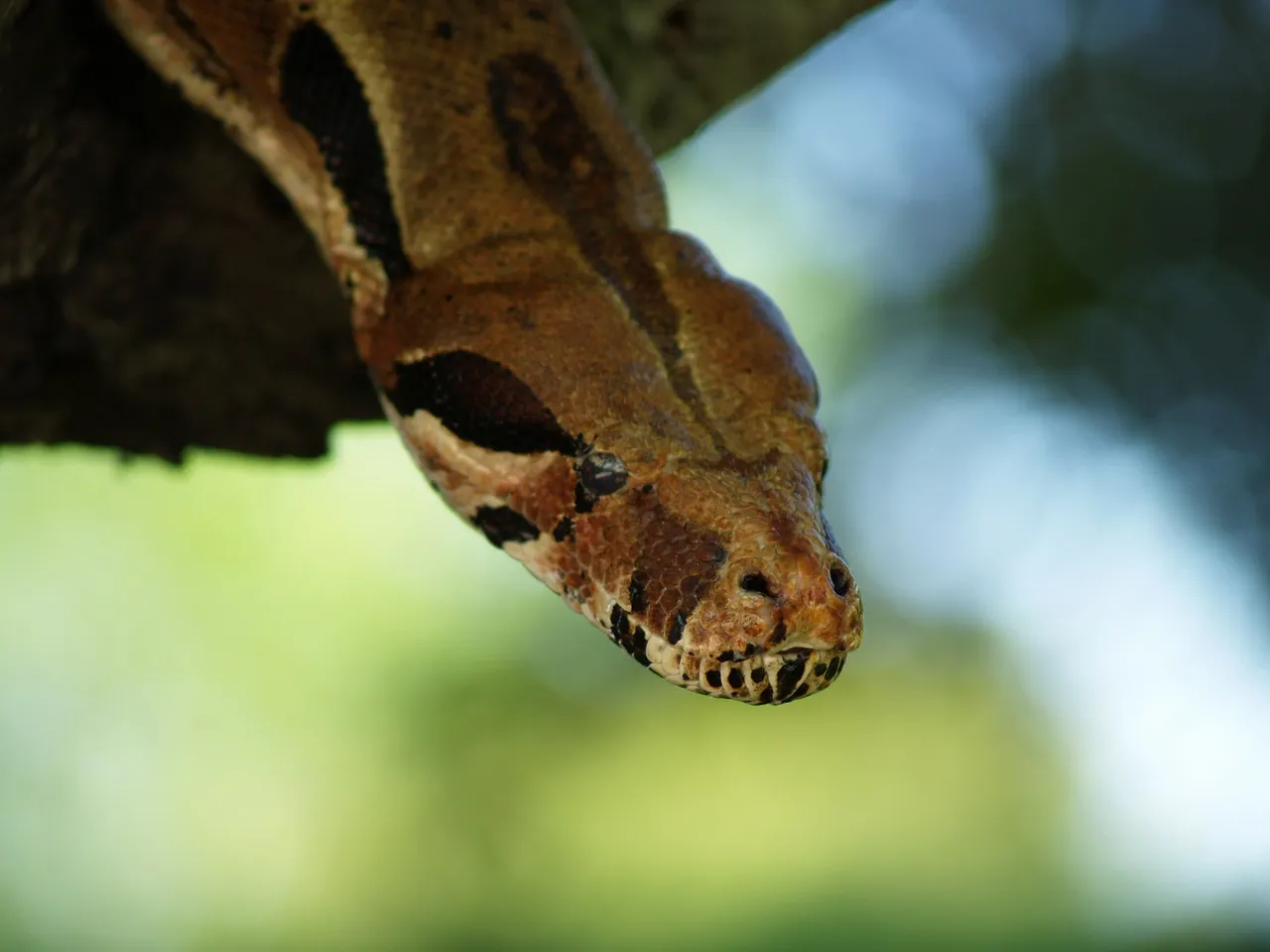 A complete snake enrichment setup featuring climbing vines, natural substrate, and multiple hides.