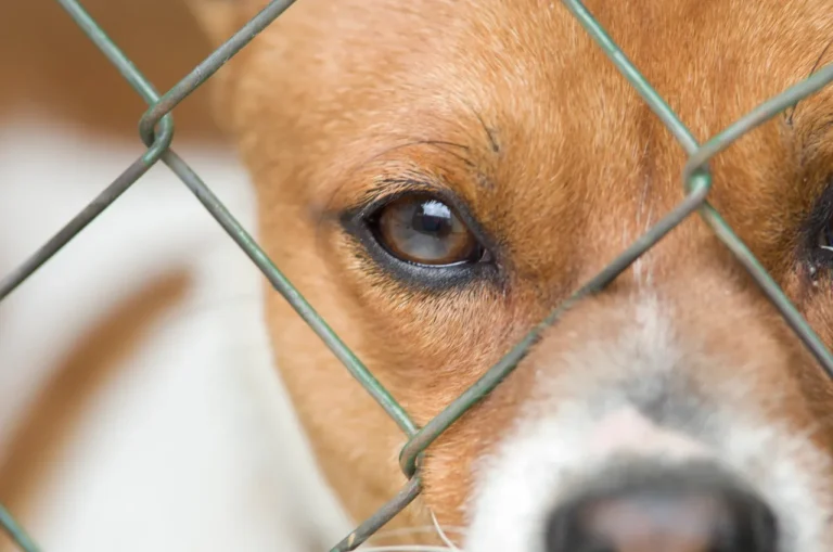 The Different Types of Dog Crates: Which One Is Best for Your Dog
