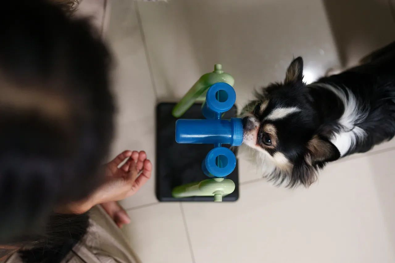 A cat solving a treat-dispensing puzzle toy for mental stimulation
