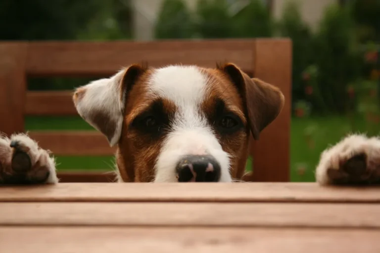 Large breed dog megaesophagus feeding using a Bailey chair for upright positioning.