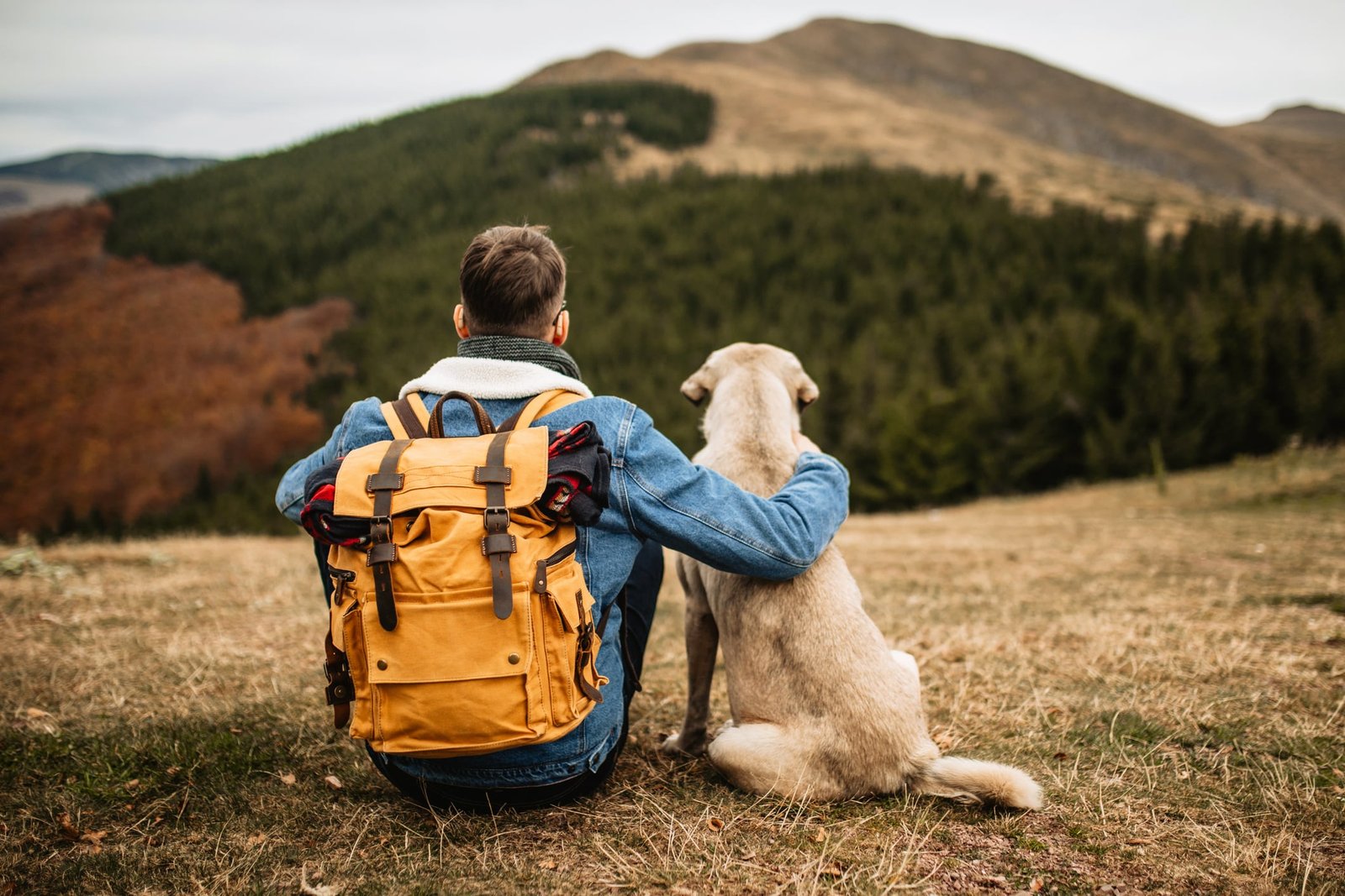 Lyme Disease in Dogs