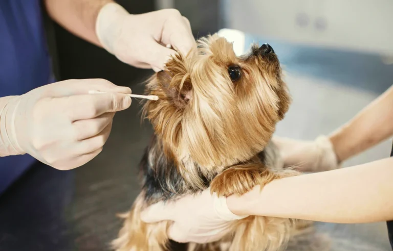 Essential Pet Care Tips for Every Pet Owner