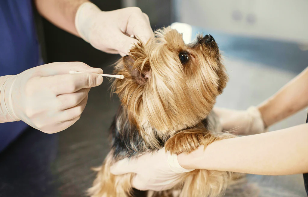 Essential Pet Care Tips for Every Pet Owner