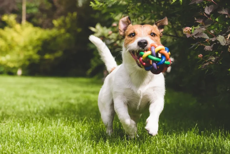 Different Types of Dog Toys: A Complete Guide for Your Dog