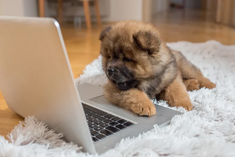 Pet Cameras & Monitoring Devices: Are They Worth It?