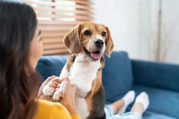Obesity in Dogs