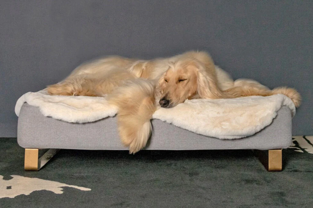 Best Bed for Your Dog