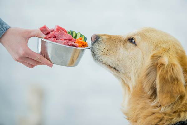 Top Dog Food: The Best Options for Healthy, Happy Dogs in 2026