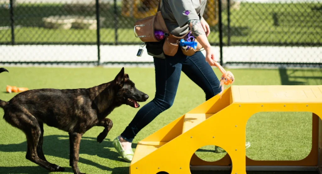Top 10 Comprehensive Guide to Pet Enrichment