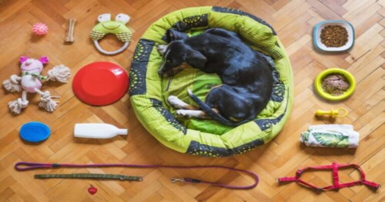 Top Accessories for Dog Owners: Must-Have Essentials