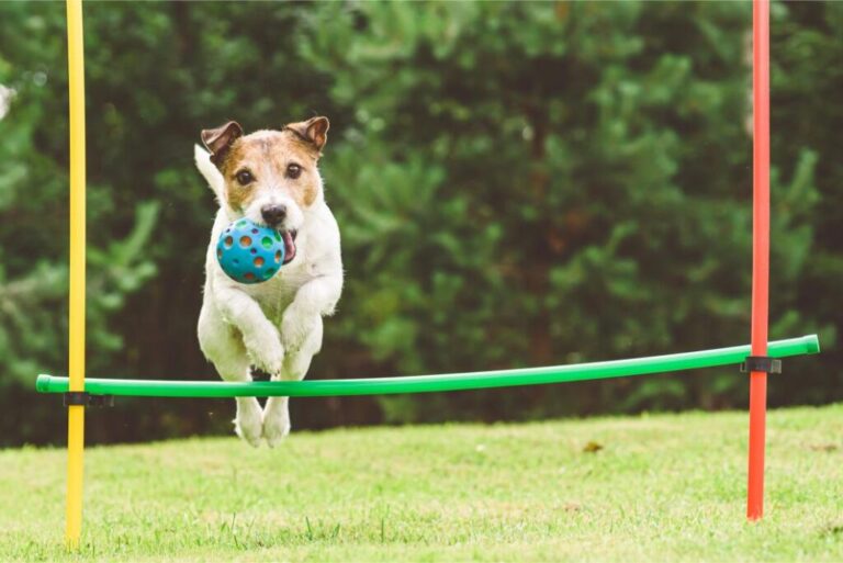 Top Pet Enrichment Ideas to Keep Your Pets Happy and Healthy