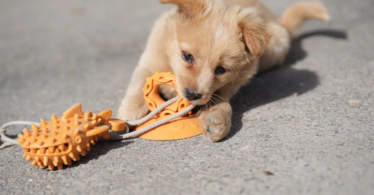 The Ultimate Guide to Pet Enrichment Activities