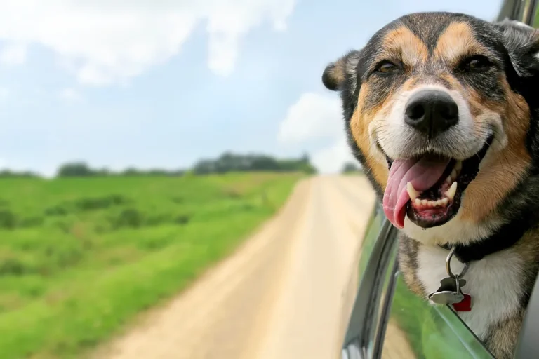 Top Travel Tips for Dogs: Be Stress-Free on Every Trip