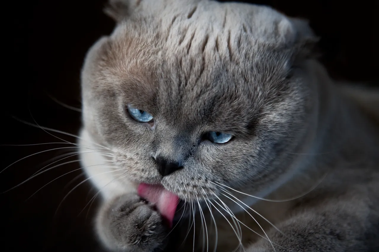 Top Cat Food Guide How to Choose the Best Nutrition for Your Cat
